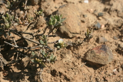 Delosperma ecklonis