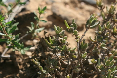 Delosperma ecklonis