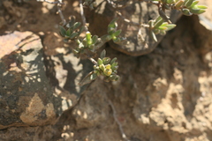 Delosperma ecklonis