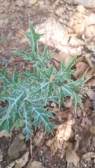 Argemone mexicana