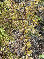 Ximenia americana
