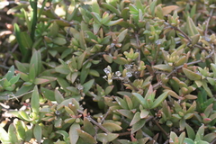 Delosperma ecklonis