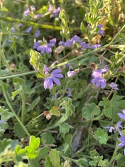 Scaevola aemula
