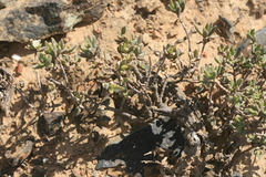Delosperma ecklonis