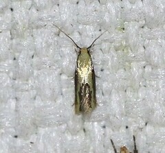 Opogona stenocraspeda