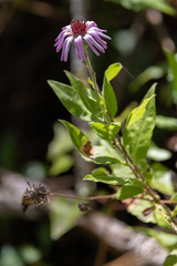 Ampelaster carolinianus