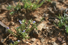 Polygala asbestina