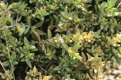 Delosperma ecklonis