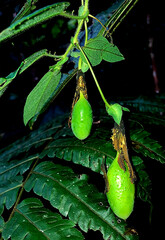 Passiflora oerstedii