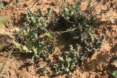 Euphorbia stellata