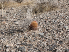 Echinomastus johnsonii