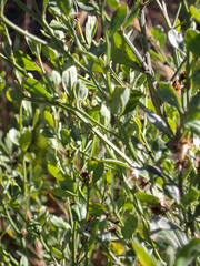 Baccharis glomeruliflora