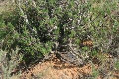 Pachypodium succulentum