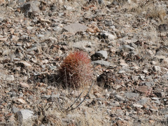 Echinomastus johnsonii