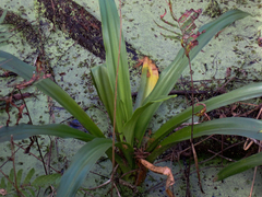 Crinum americanum