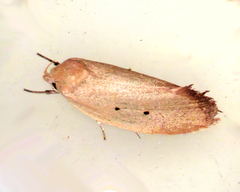 Acanthodela protophaes