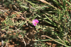 Trichodiadema intonsum