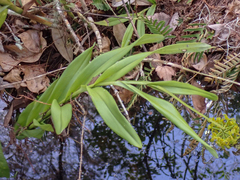 Epidendrum amphistomum