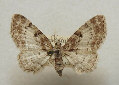 Eupithecia mutata