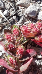 Euphorbia densiflora