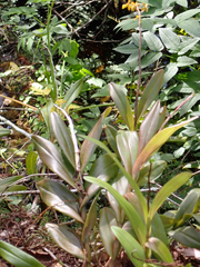 Epidendrum amphistomum
