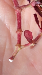 Euphorbia densiflora