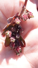 Euphorbia densiflora