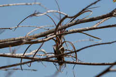 Tillandsia balbisiana