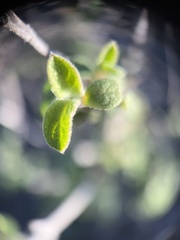 Cistus