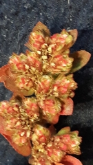 Euphorbia densiflora