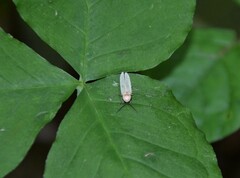 Photinus marginellus