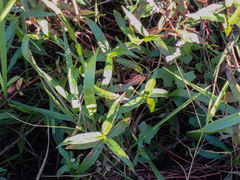 Persicaria hydropiperoides