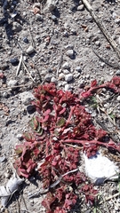 Euphorbia densiflora