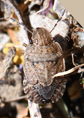 Sciocoris