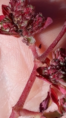 Euphorbia densiflora
