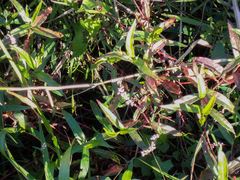 Persicaria hydropiperoides