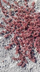 Euphorbia densiflora