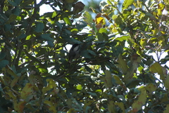 Poecile sclateri