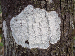 Cryptothecia striata