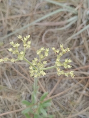 Galianthe centranthoides