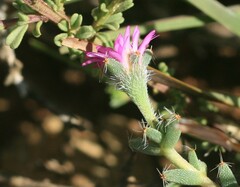 Trichodiadema intonsum
