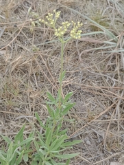 Galianthe centranthoides