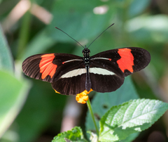 Heliconius erato