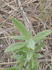 Galianthe centranthoides
