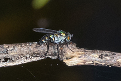 Plagioneurus univittatus