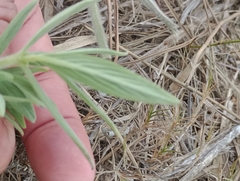 Galianthe centranthoides