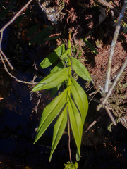 Epidendrum amphistomum