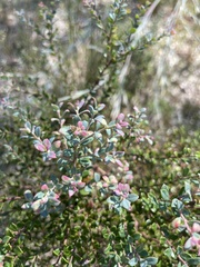Vaccinium darrowii