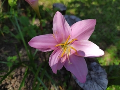 Zephyranthes rosea