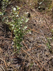 Vaccinium myrsinites